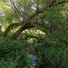 Bach im Vogelsberggebiet (2017_06_19_EOS 100D_1675_ji)