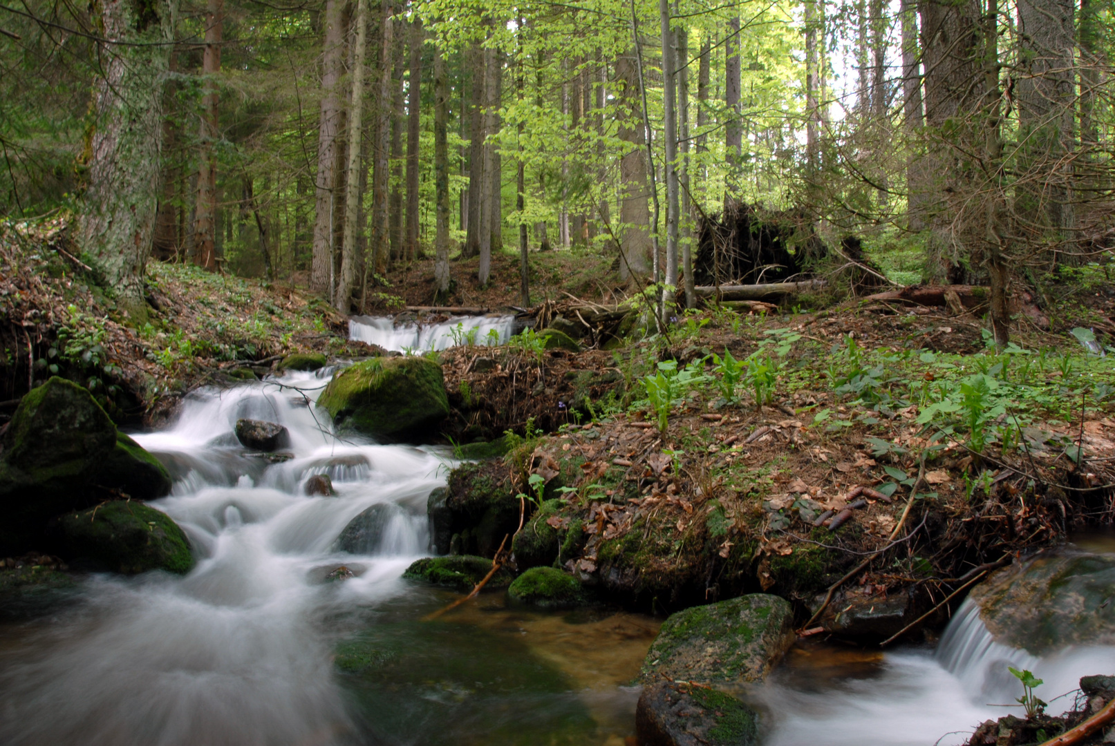 Bach im Wald Foto & Bild | landschaft, bach, fluss & see, bachläufe