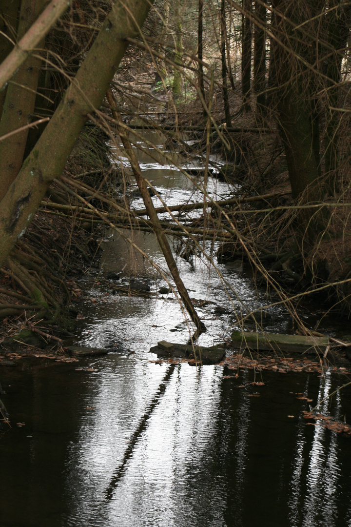 Bach im Wald