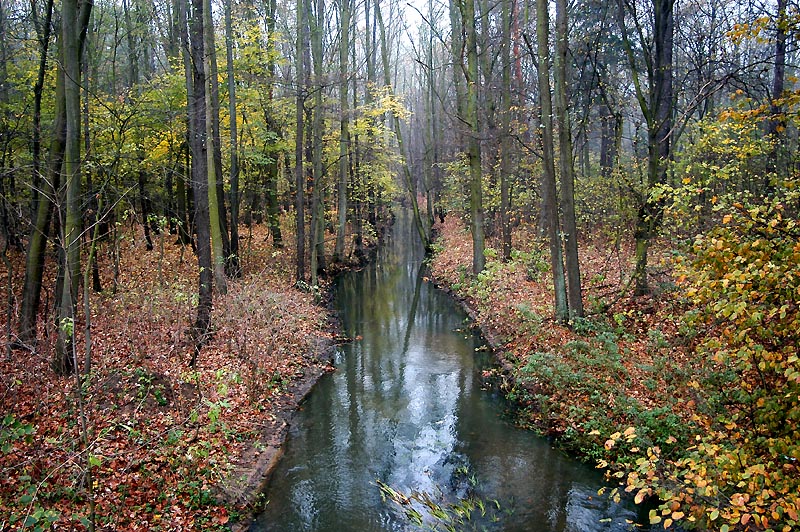 Bach im Wald