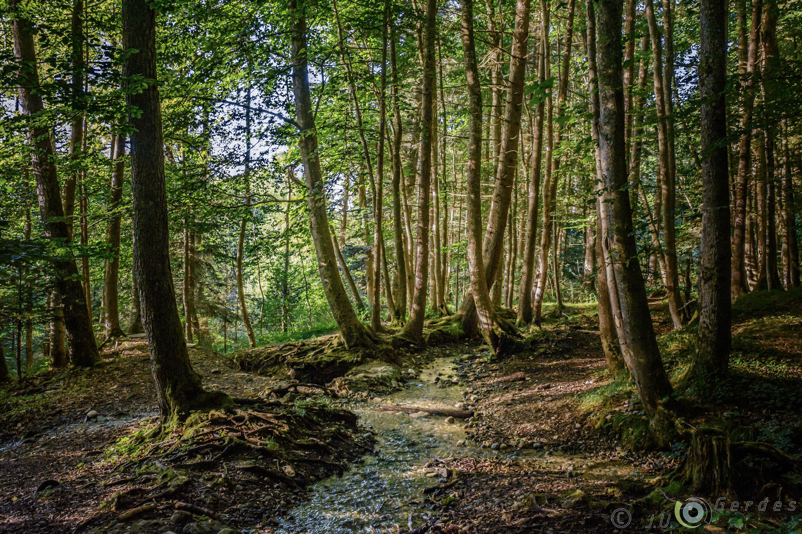 Bach im Wald