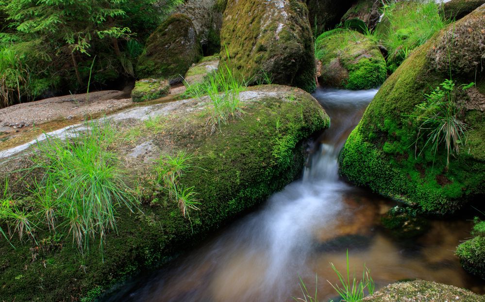 Bach im Wald