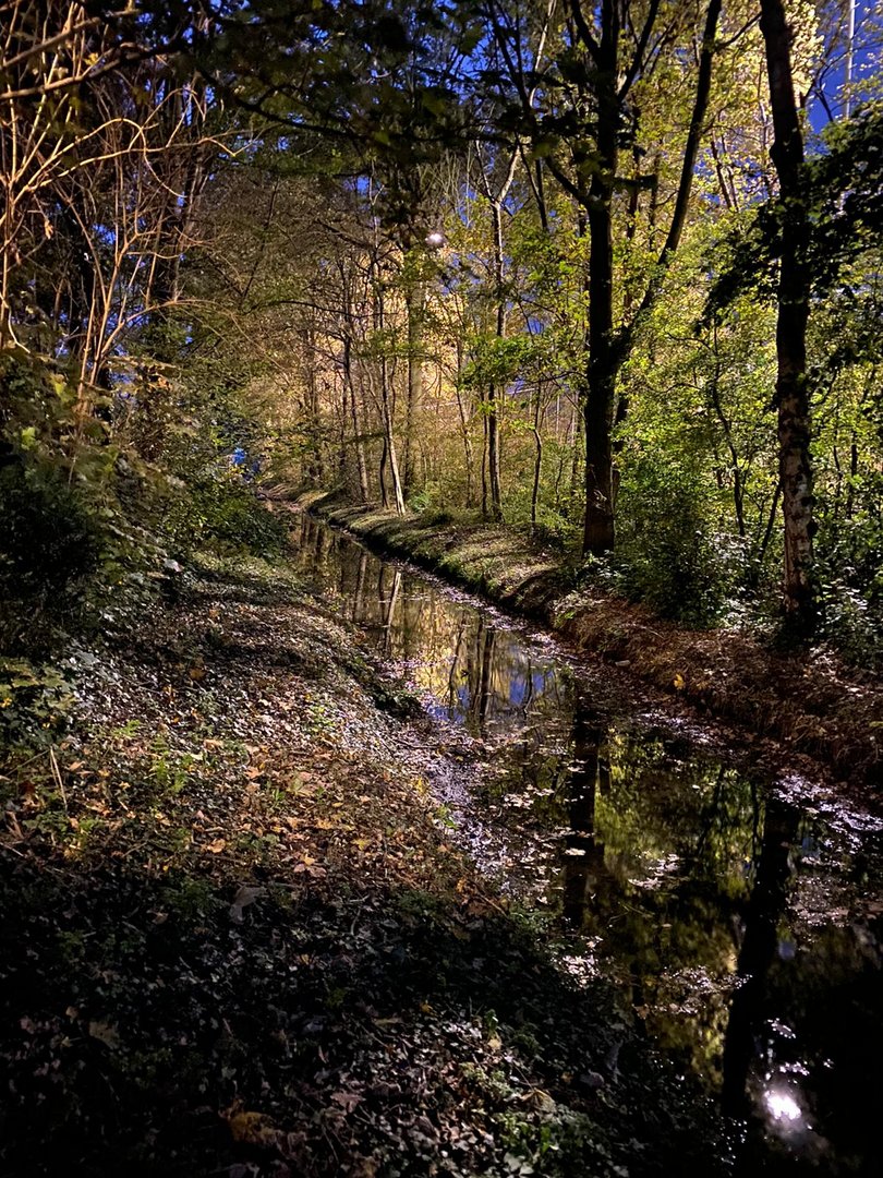 Bach im Wald