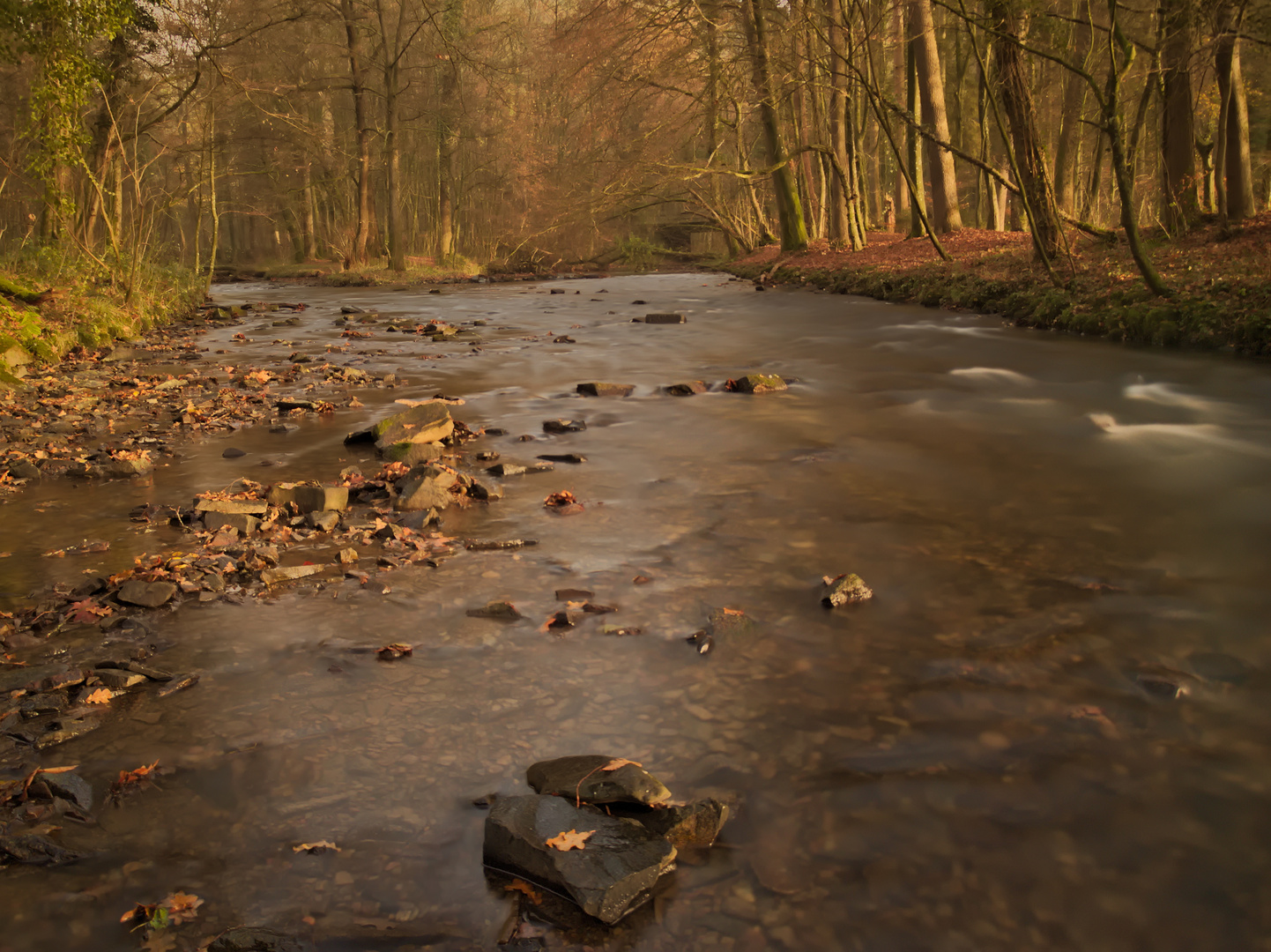 Bach im Wald