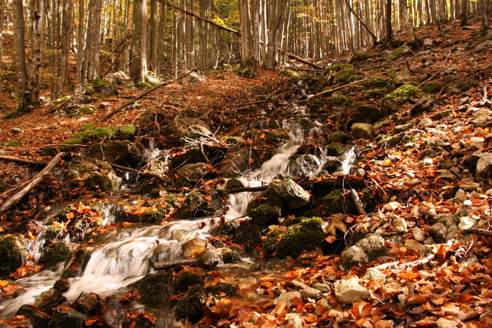 Bach im Wald