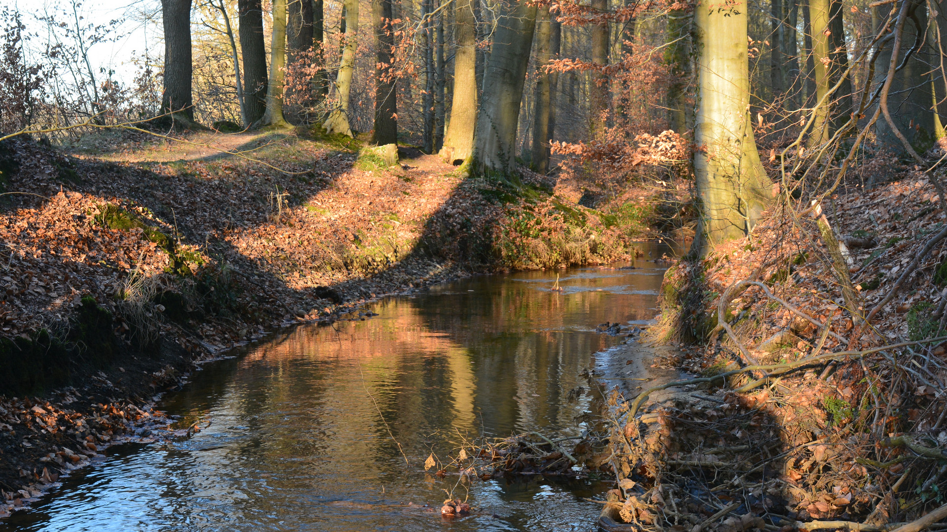 Bach im Wald