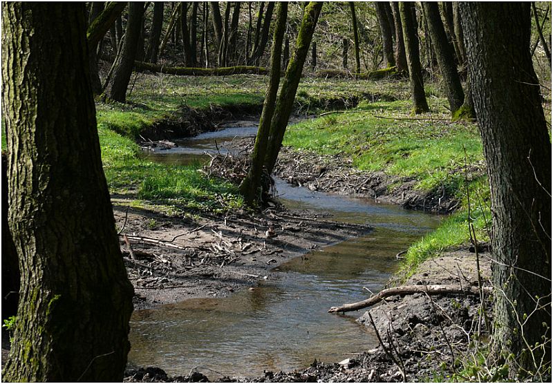 Bach im Wald