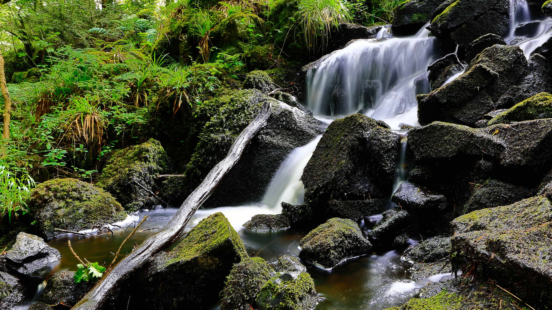 Bach im Wald