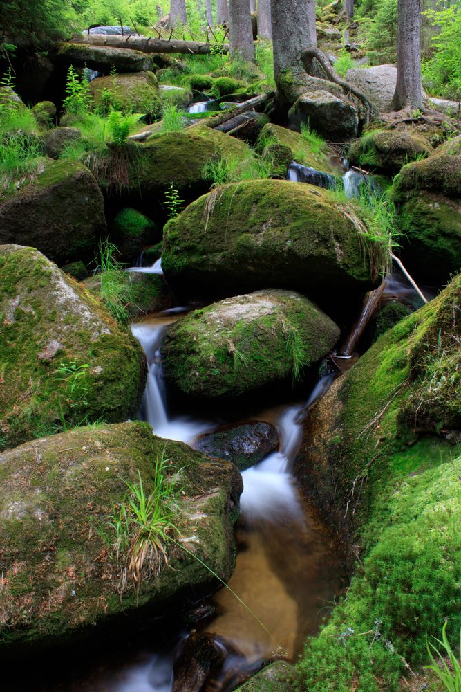 Bach im Wald