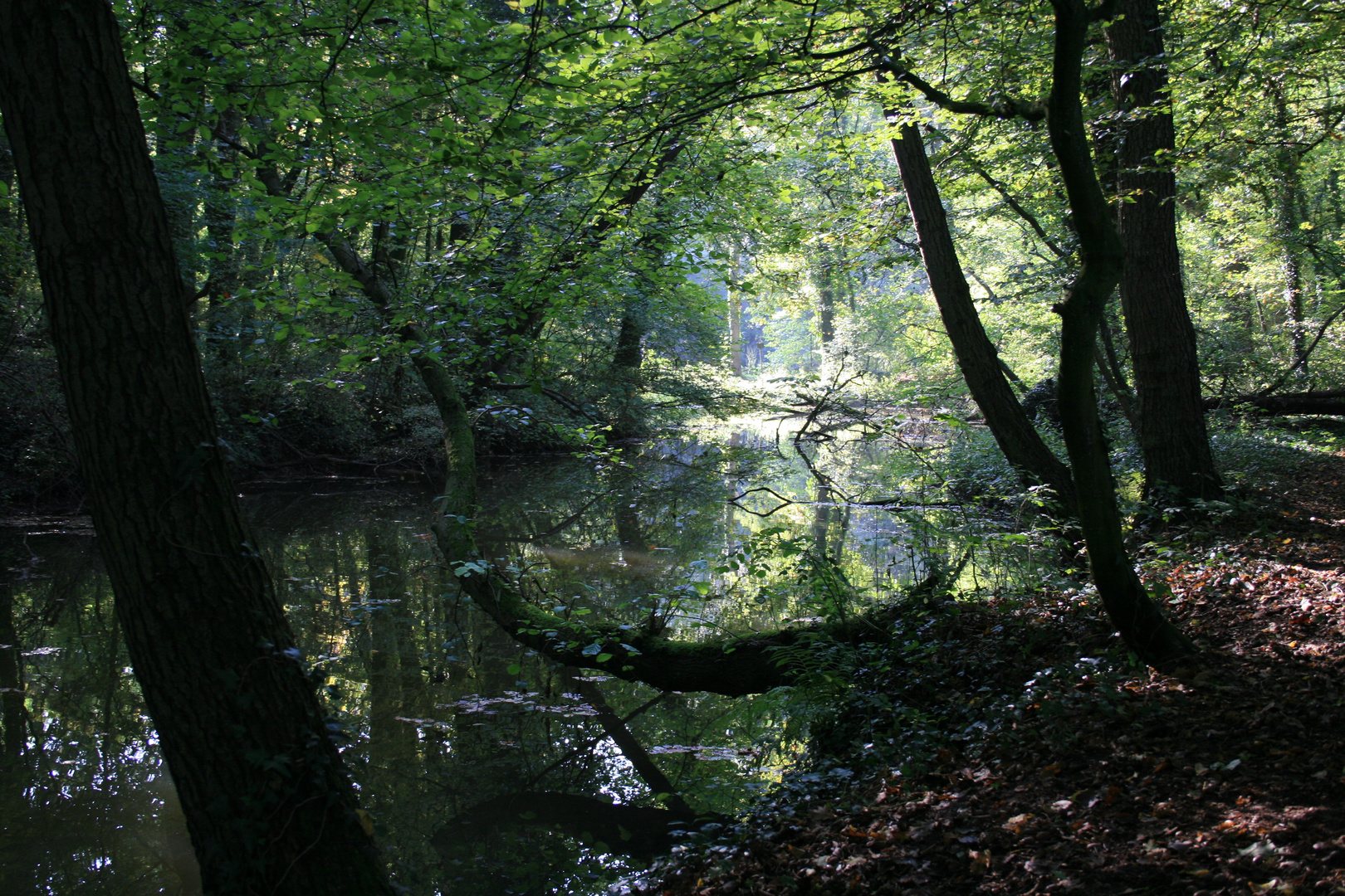 Bach im Wald... Foto & Bild | landschaft, bach, fluss & see, bachläufe