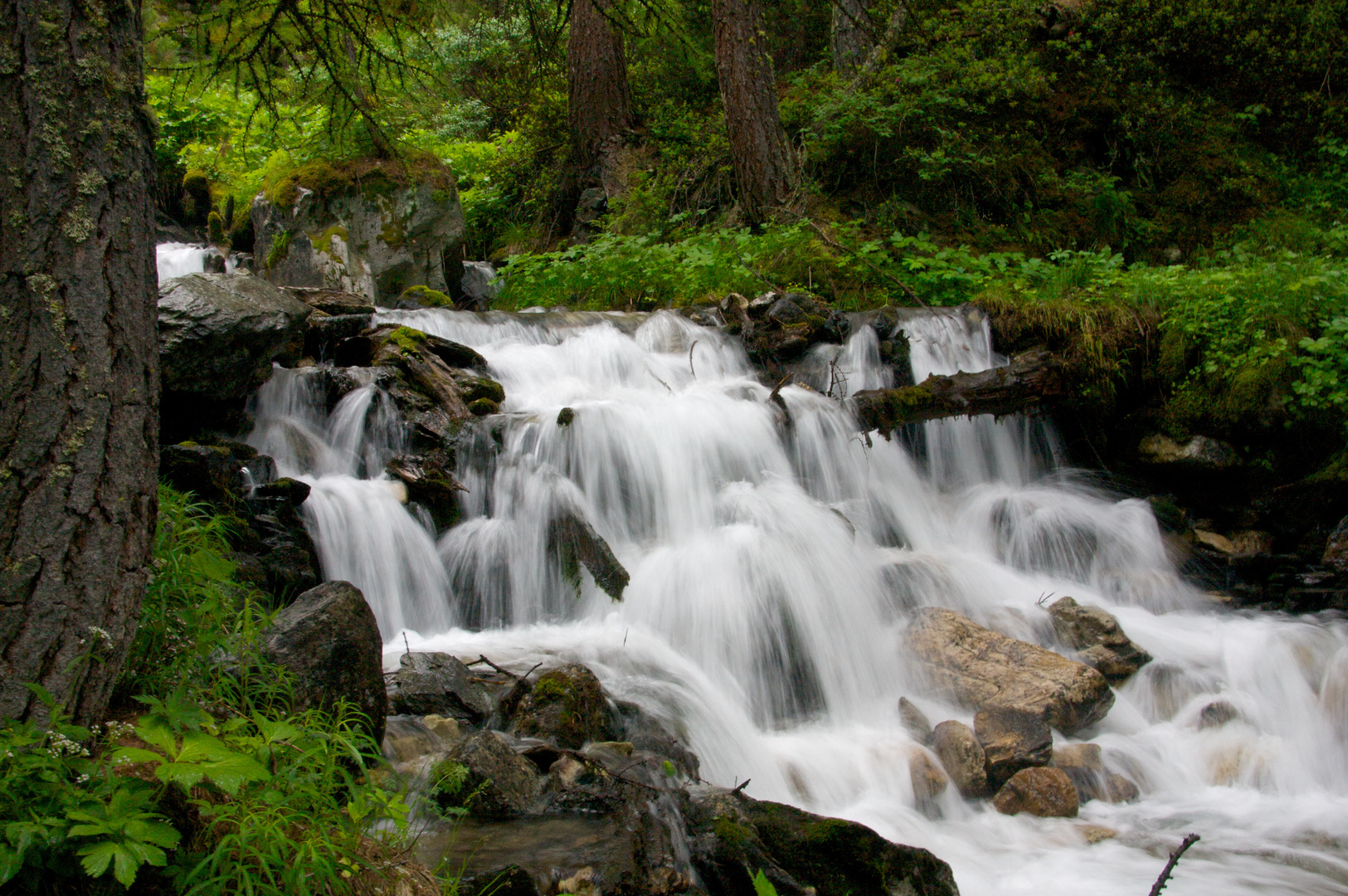 Bach im Wald