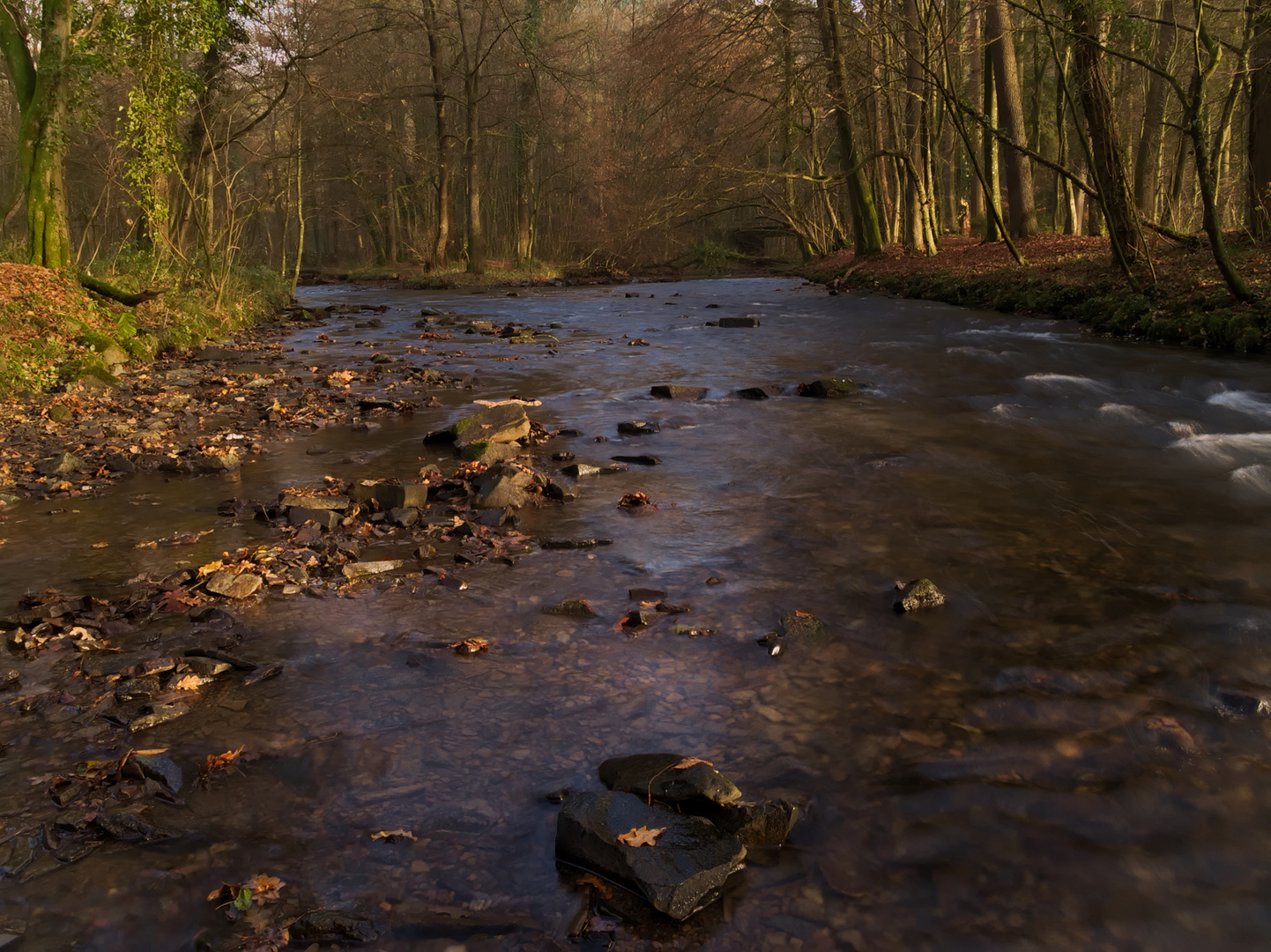 Bach im Wald bei Altenberg