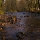 Bach im Wald bei Altenberg