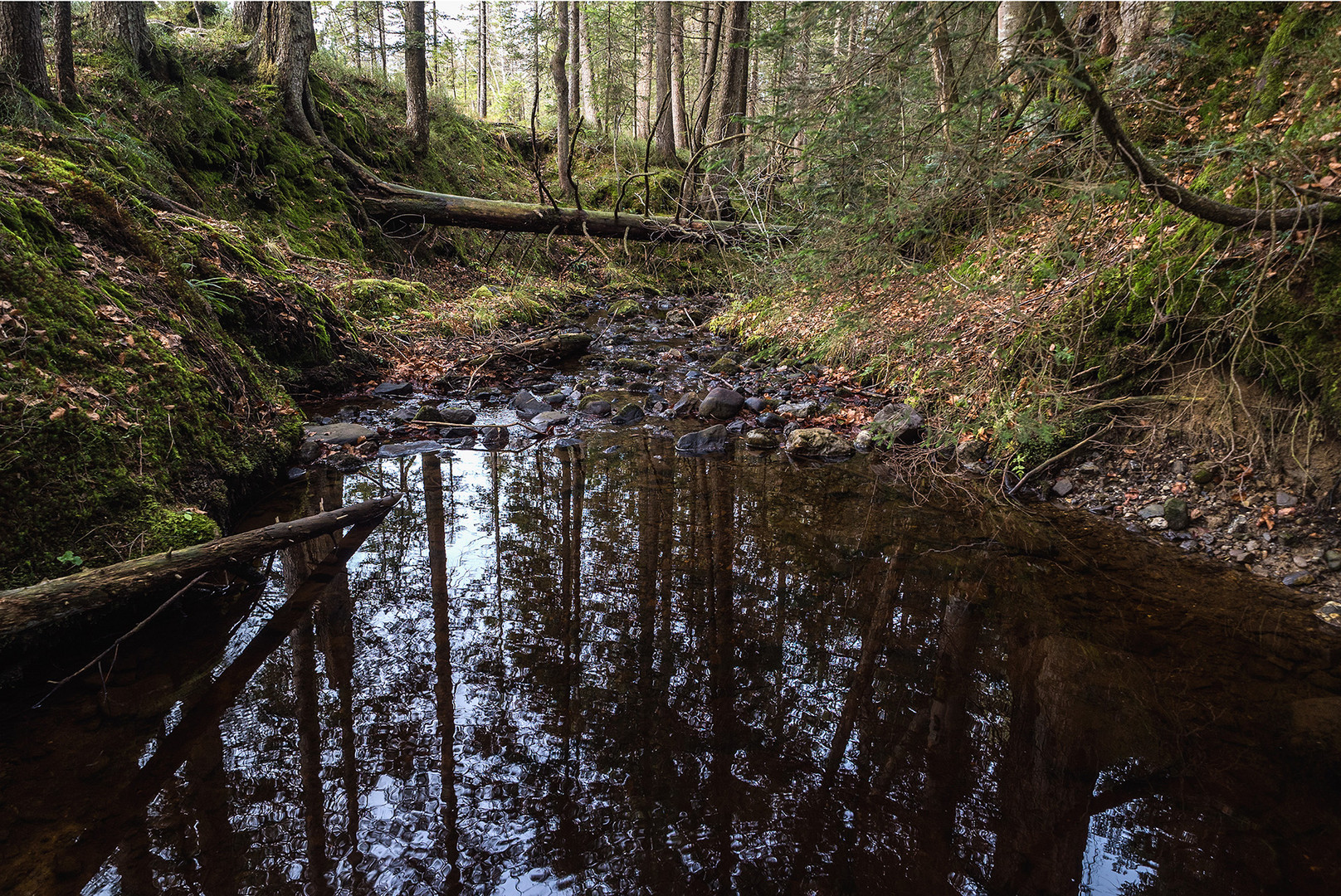 Bach im Wald