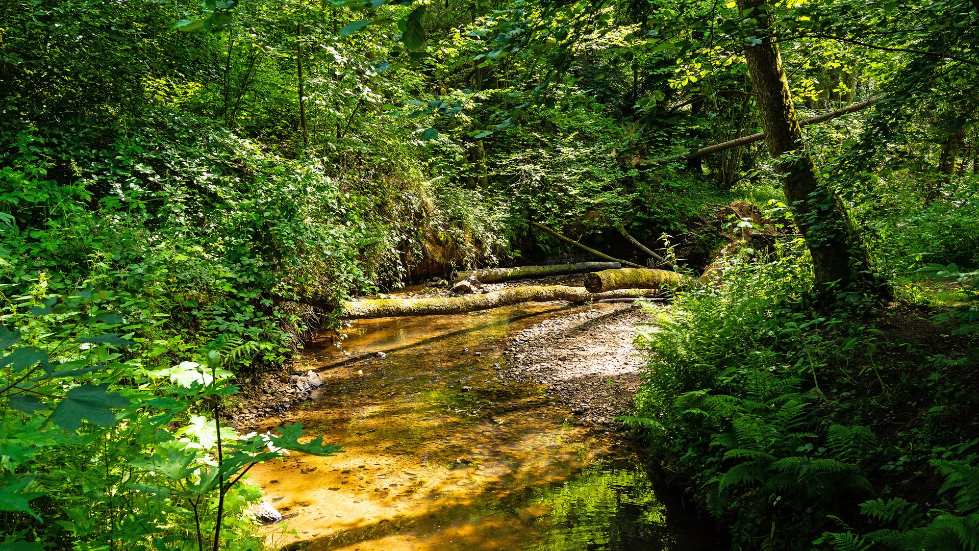 Bach im Wald Foto & Bild | landschaft, bach, fluss & see, bachläufe