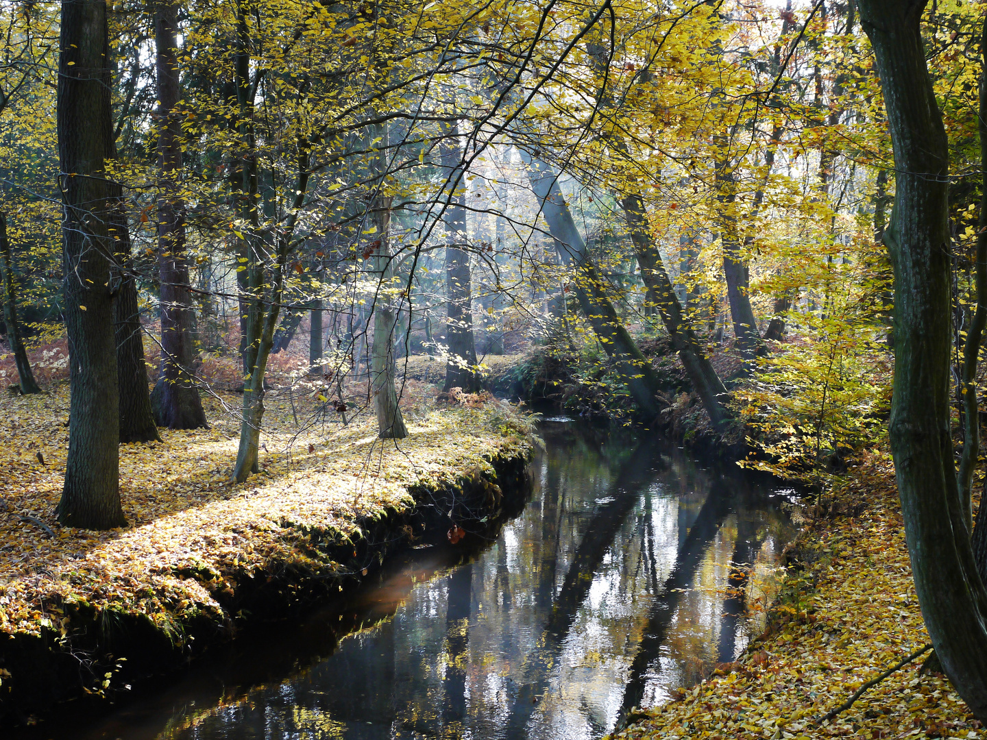 Bach im Wald