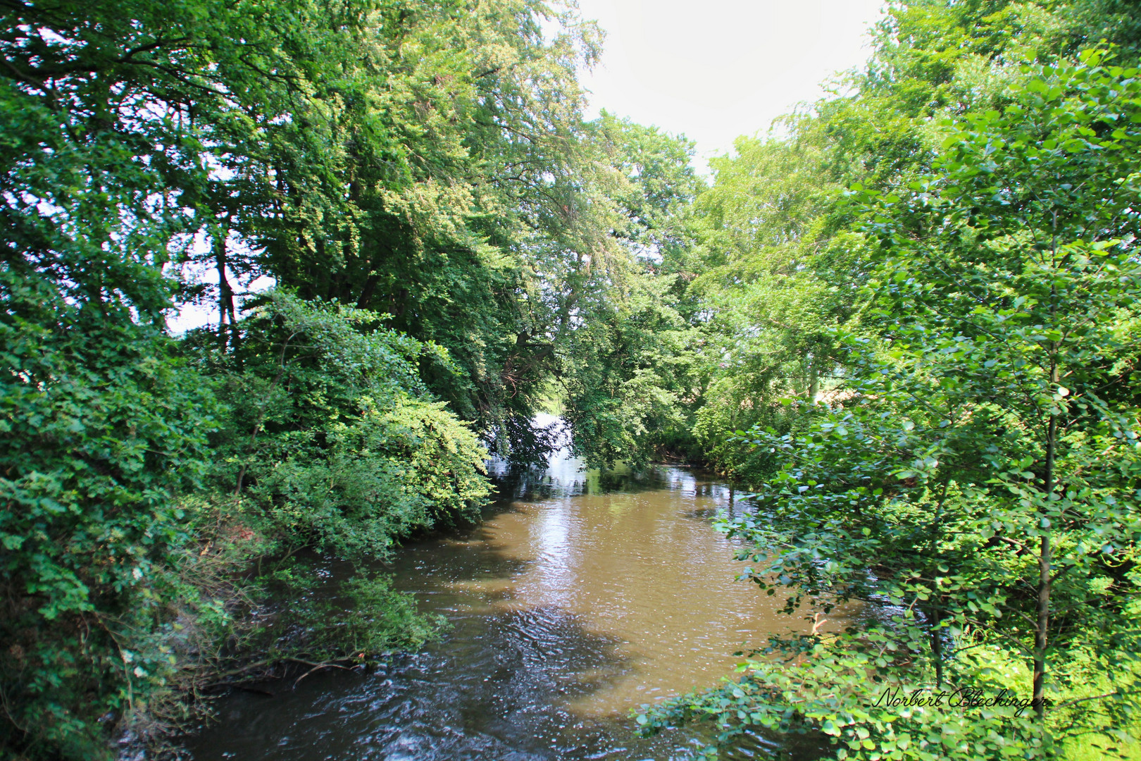 Bach im Wald