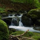 Bach im Wald