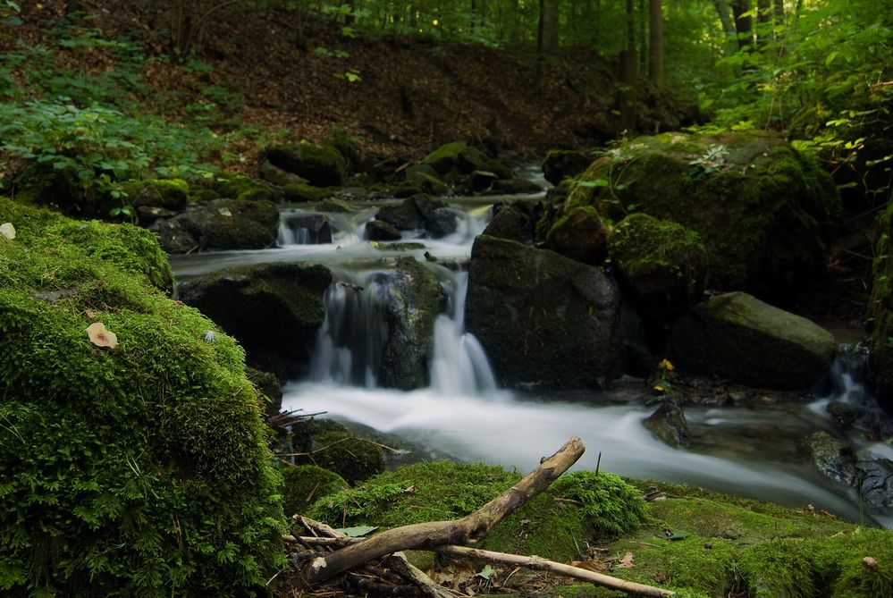 Bach im Wald von Steffen Ledwig 