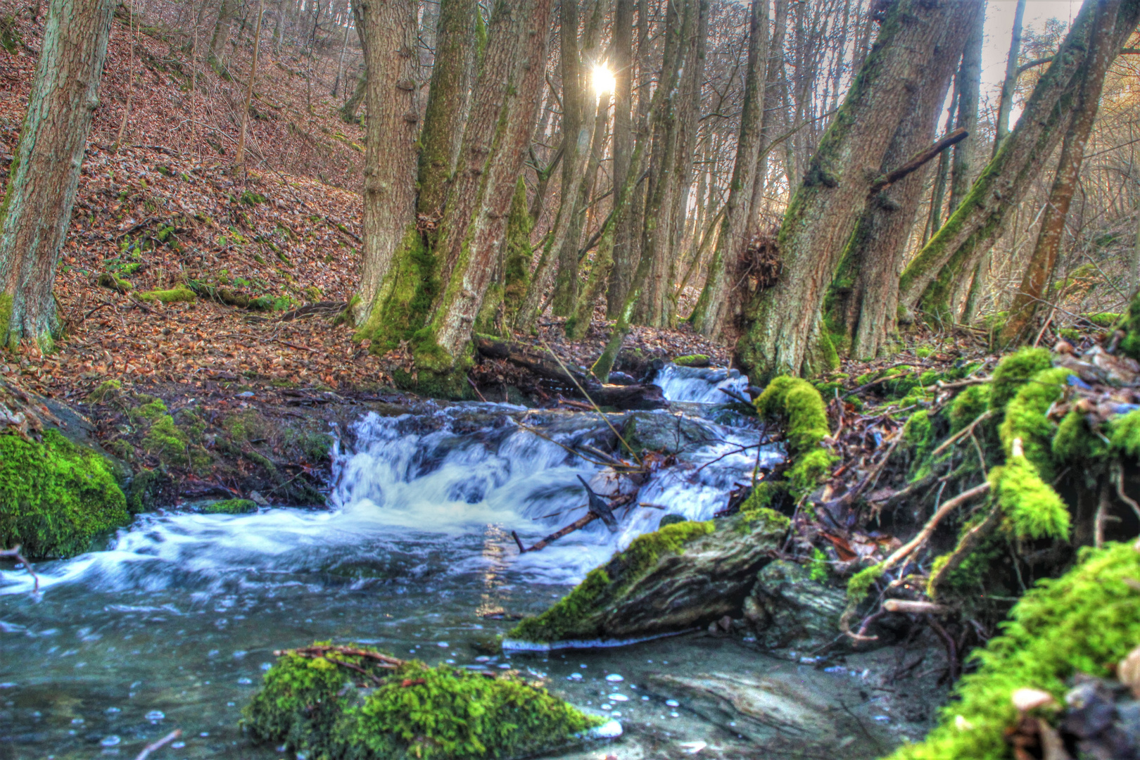 Bach im Wald