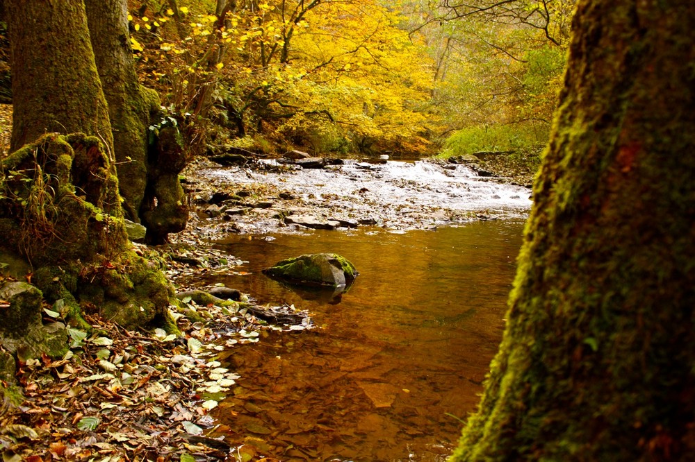 Bach im Wald hinter unscharfen Baum