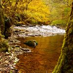 Bach im Wald hinter unscharfen Baum