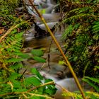 bach im Wald von Cobbenrode B