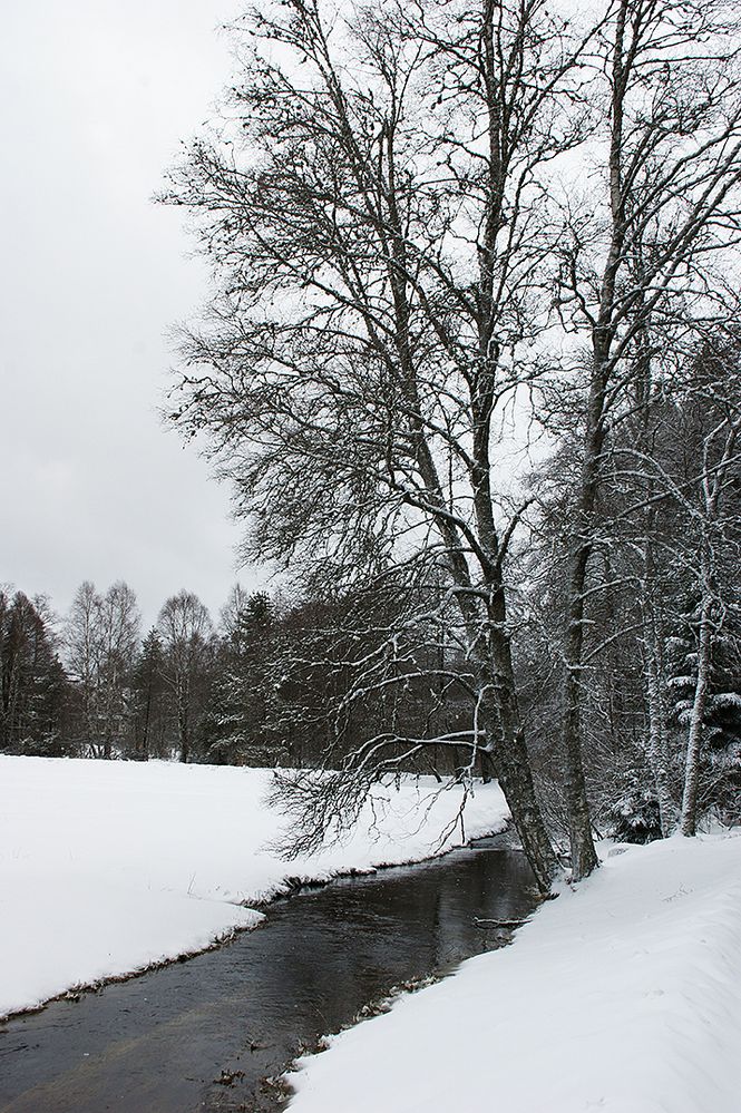 Bach im Winter