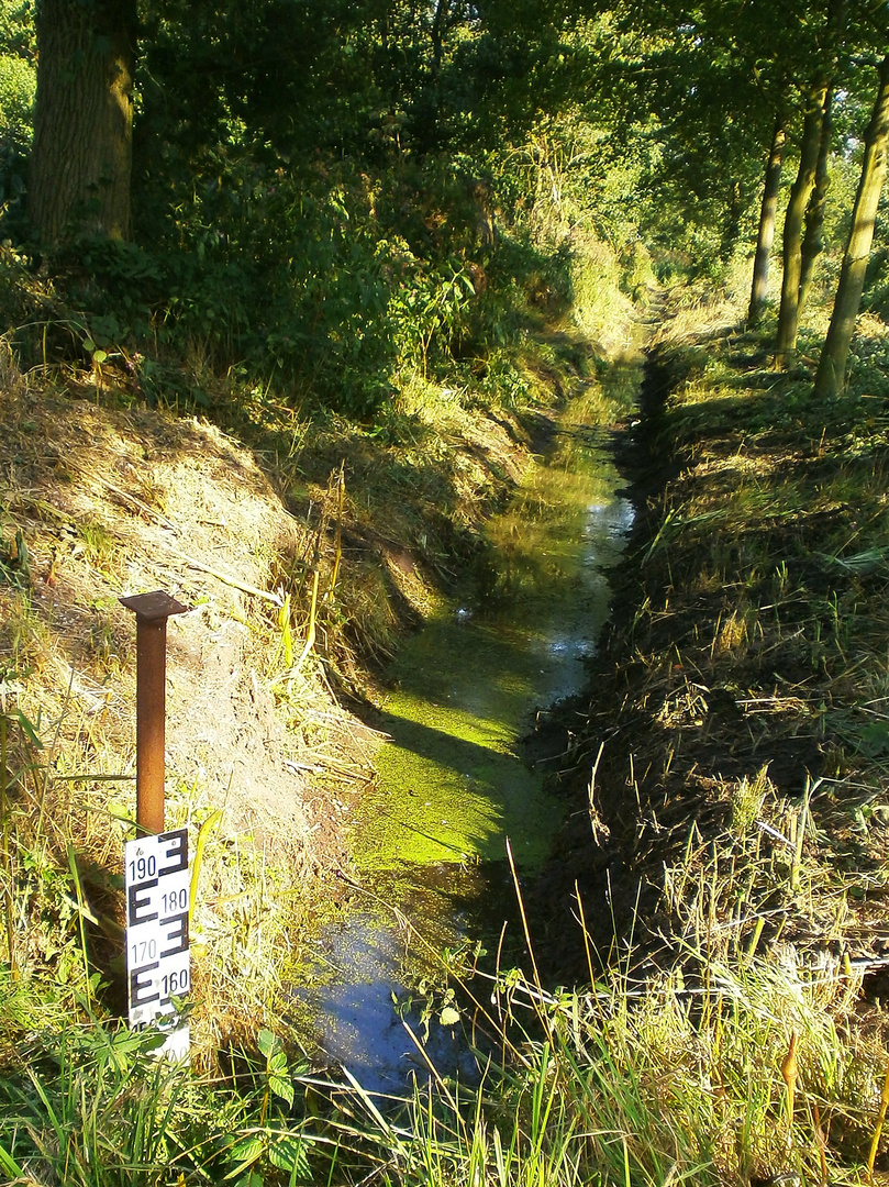 Bach in der Natur