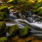 Bach in unberührter Natur