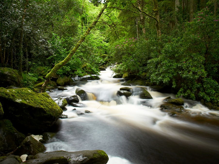 Bach / Irland - Killarney Nationalpark