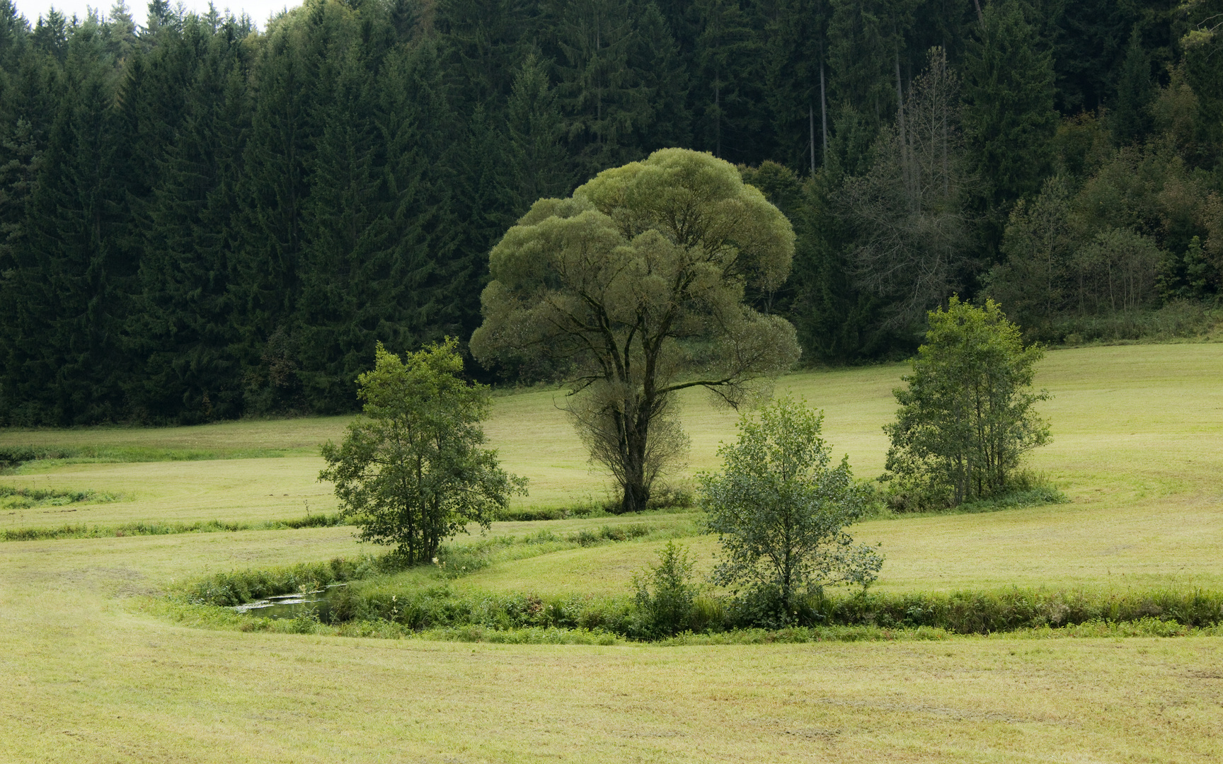 Bach mit Baum-Arrangement