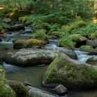 Bach mit Steinen in einem Wald