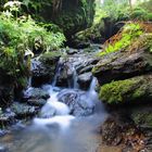 Bach nähe Sauerbrunnen im Waldnaabtal/Oberpfalz