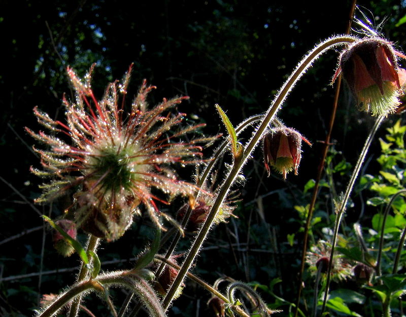 Bach-Nelkenwurz (Gerum rivale)