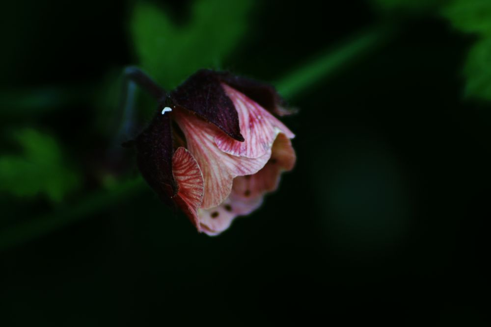 Bach- Nelkenwurz (Geum rivale)