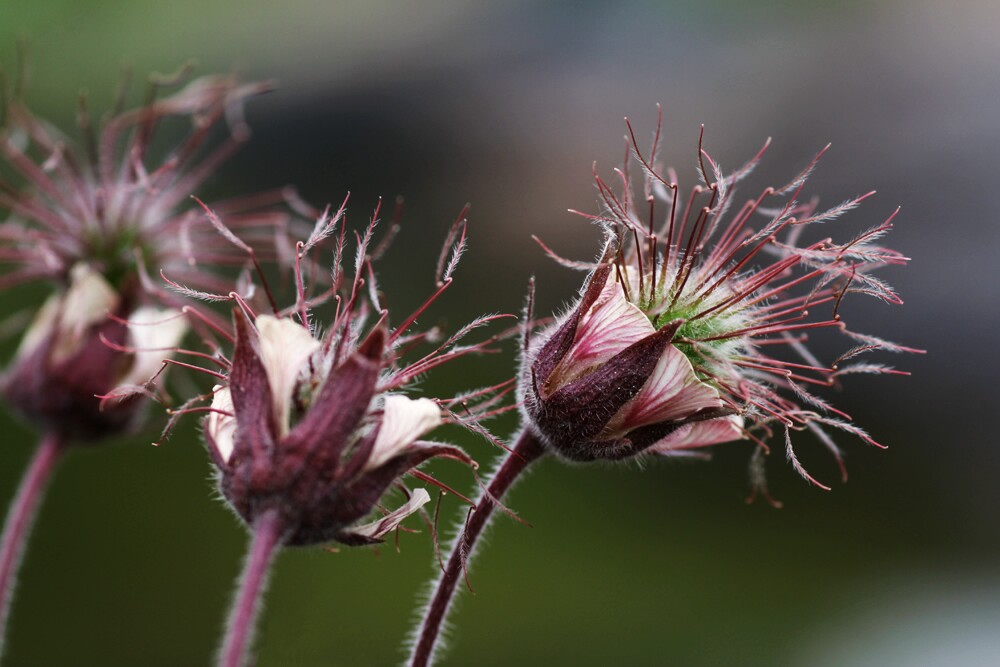 Bach-Nelkenwurz (Geum rivale)