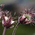 Bach-Nelkenwurz (Geum rivale)