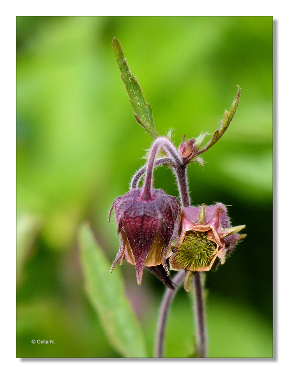 Bach- Nelkenwurz (Geum rivale)