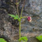 Bach-Nelkenwurz (Geum rivale)