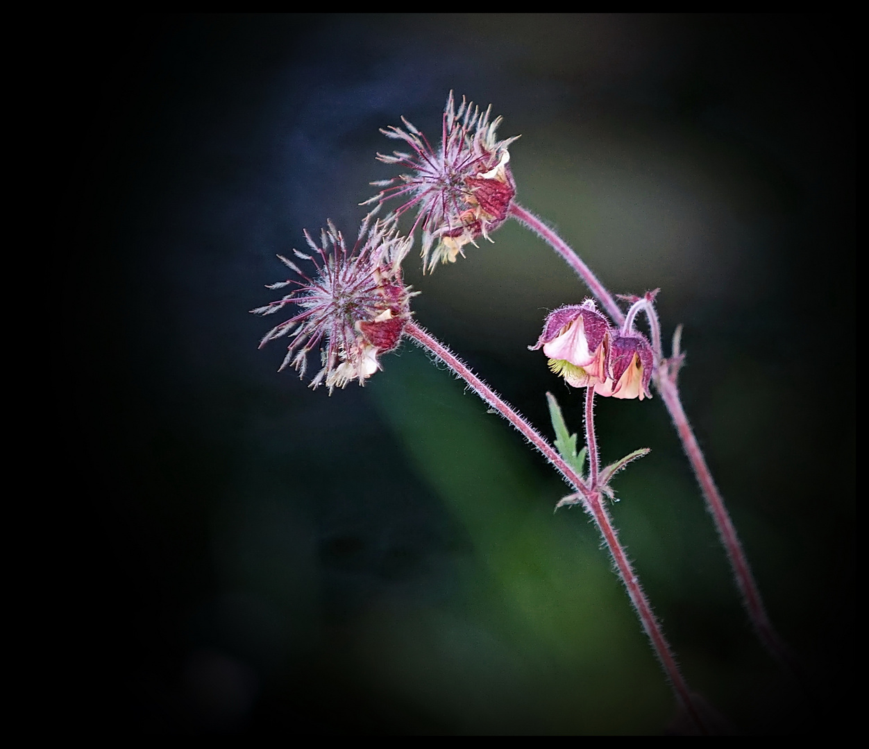 Bach-Nelkenwurz (Geum rivale L.)