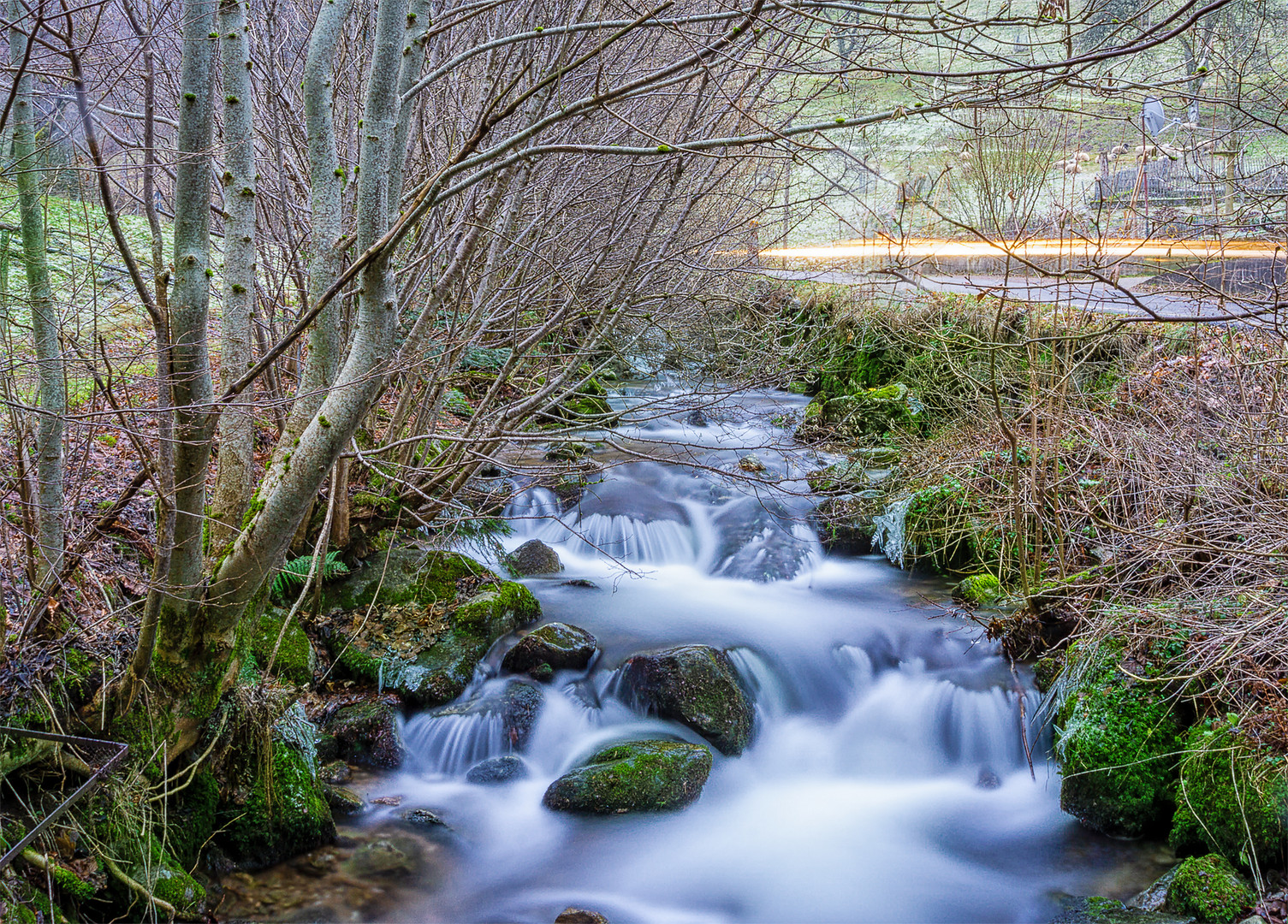 Bach-Schwarzwald