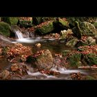 Bach - Wald - Herbst