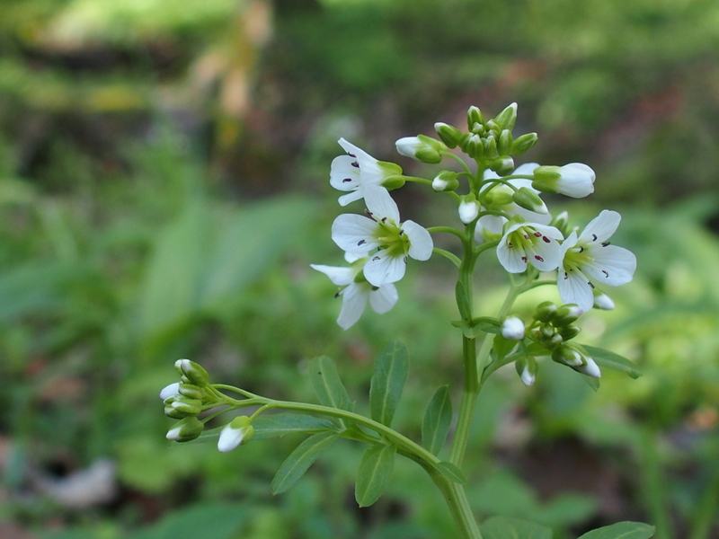 BachWiesenSchaumkraut 'Cardamine rivularis' Foto & Bild pflanzen
