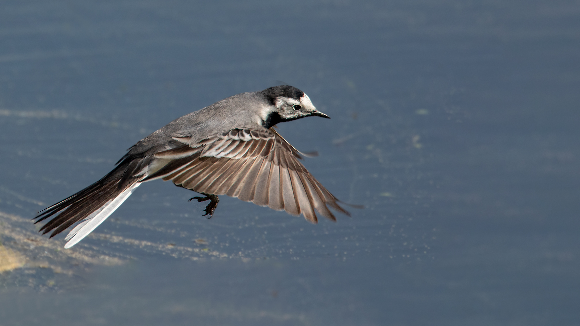 Bachatelze im Flug 