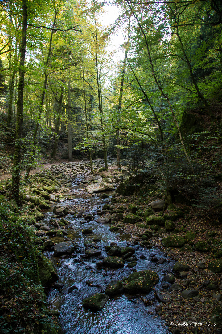 Bachbeet und Wald