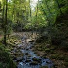 Bachbeet und Wald