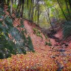 Bachbett im herbstlichen Wald