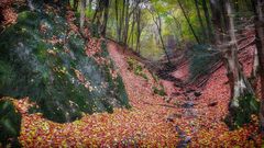 Bachbett im herbstlichen Wald