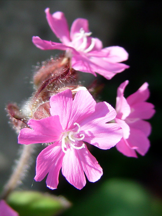 Bachblüten 2